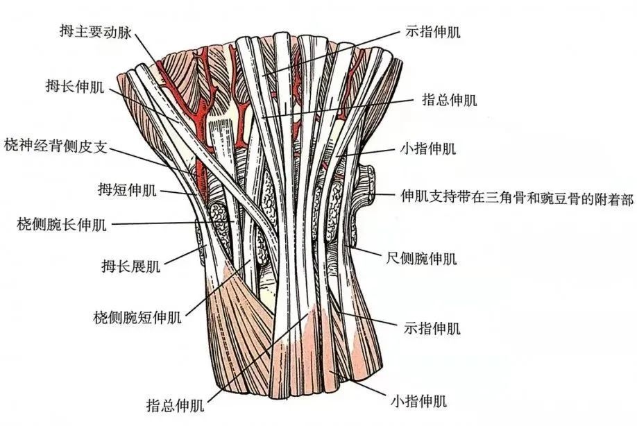 腕关节背侧入路的解剖应用和技巧详解