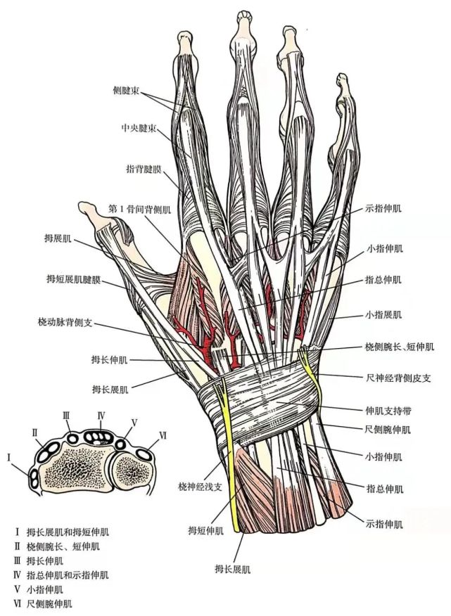 腕关节背侧入路的解剖应用和技巧详解|肌腱|伸肌|类风湿关节炎|腕关节