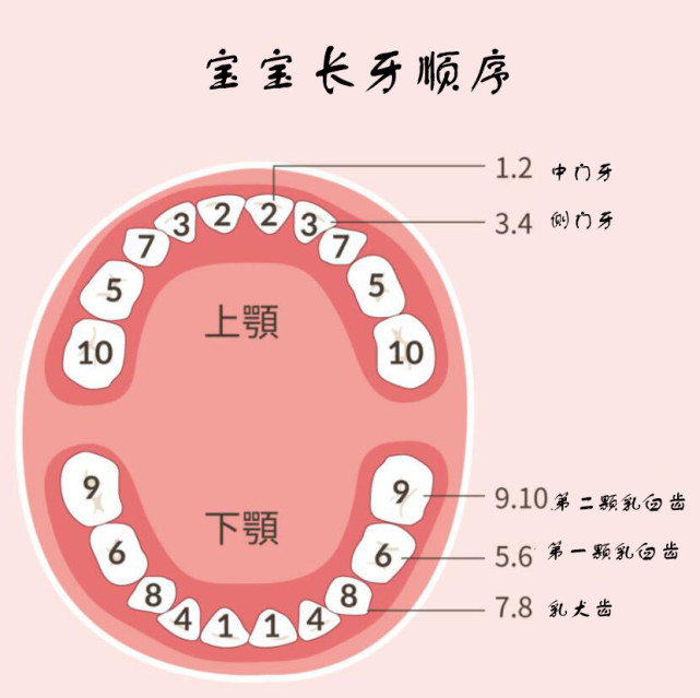 一张图告诉你婴儿长牙顺序,你家宝宝达标了吗