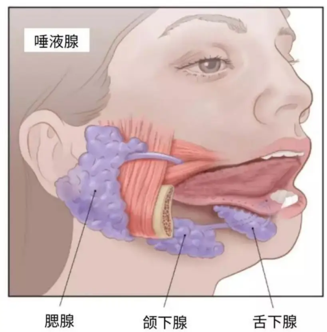 唾液腺结石病或唾液腺导管异物2.慢性阻塞性唾液腺炎3.慢性儿