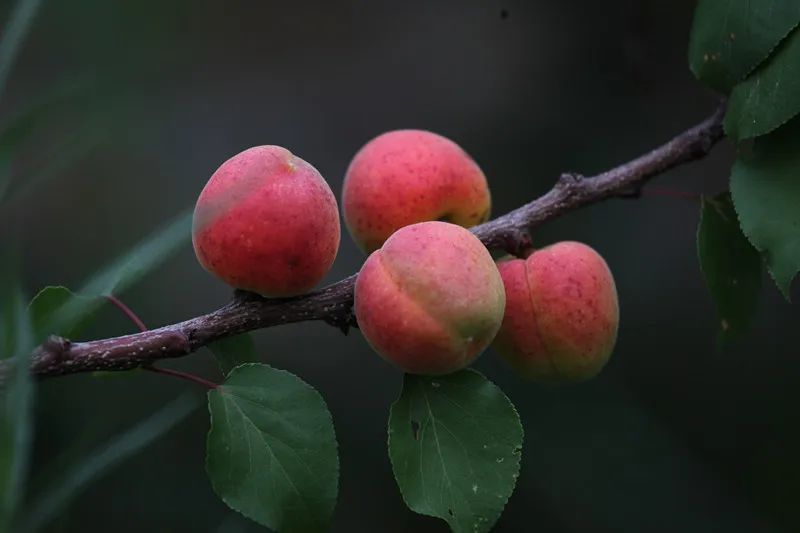 "京·花果蜜|北寨红杏即将成熟上市_腾讯新闻