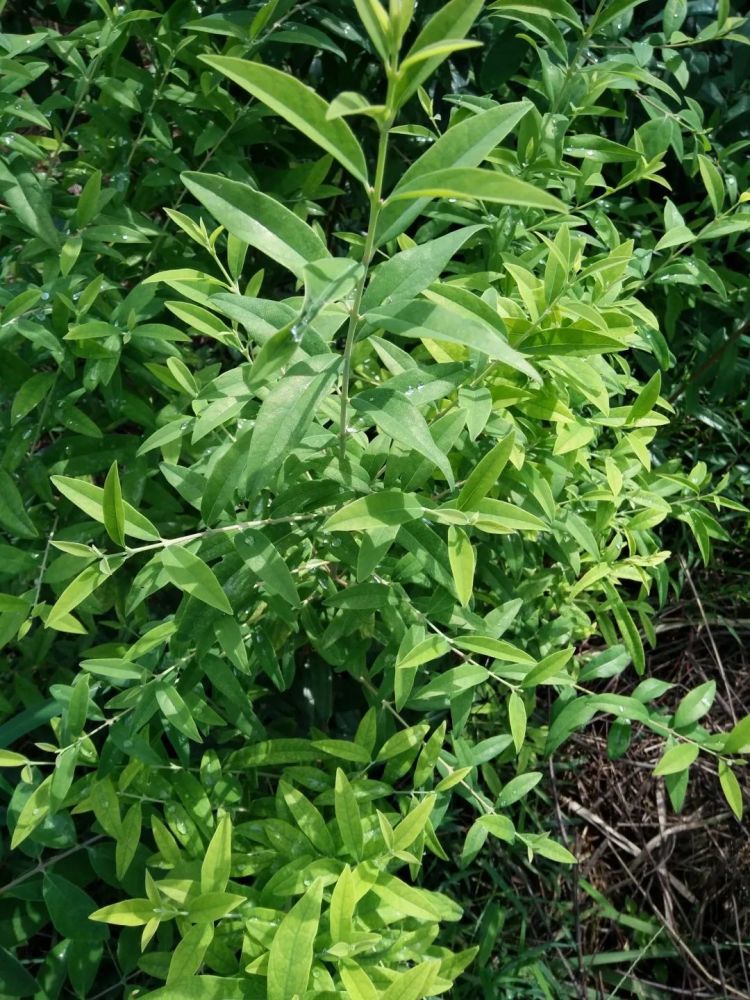 【产品开发】药:中药饮片;含食凉茶组方的医院制剂,如降脂轻身茶,脾胃