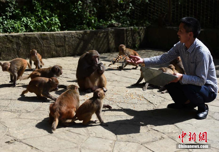 现实版美猴王？5旬男子带领百只猴子渡河 (组图)