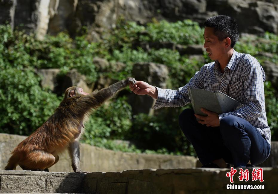 现实版美猴王？5旬男子带领百只猴子渡河 (组图)