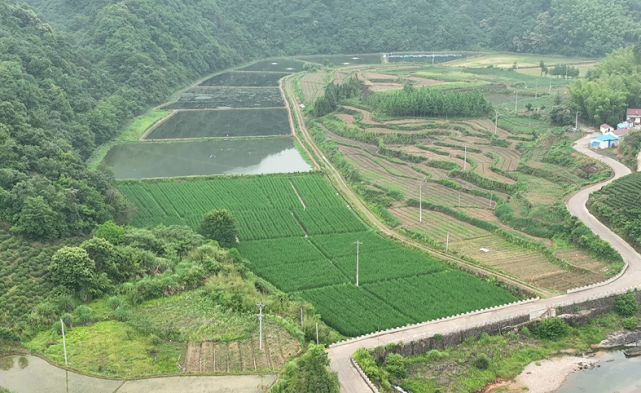 乡村振兴实干家 村民致富带头人