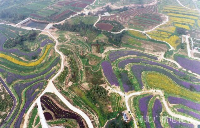 医祖圣地 药谷花香|扁鹊药谷|乡村振兴|河北|内丘|药谷