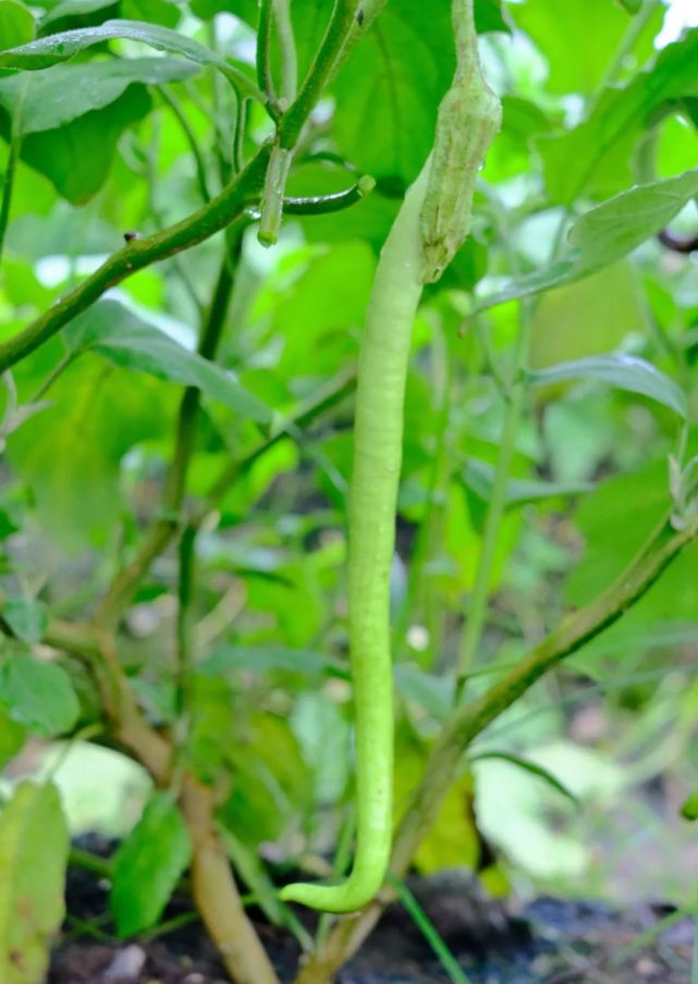 今日夏至,送秋茄!在大沥,品尝夏天的味道!