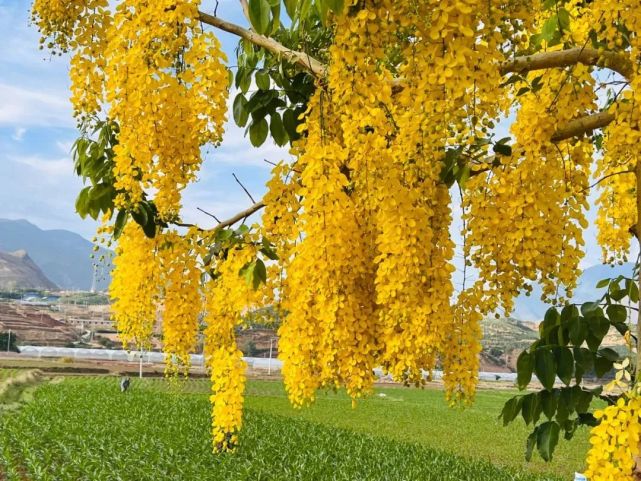 黄金雨花开 花信如约来