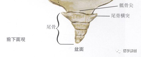 近端椭圆形表面,用于与骶骨连接从前到后,外侧缘作为尾骨,骶棘韧带,骶