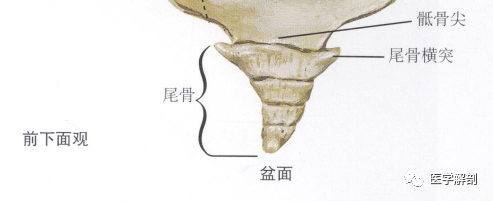 尾骨的解剖从发生到形态学分型通通告诉你