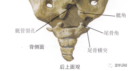 尾骨的解剖从发生到形态学分型通通告诉你