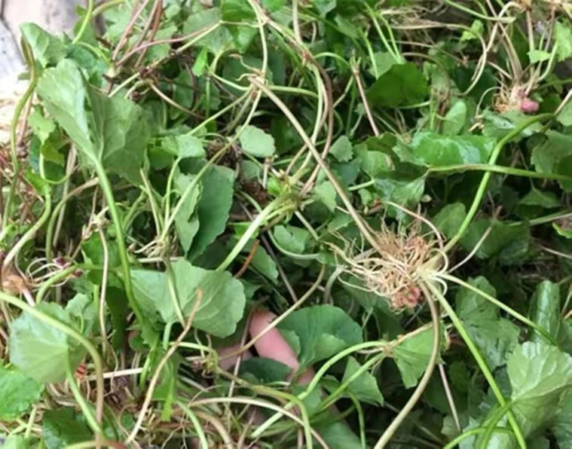 灯盏菜是一种伞形花科草本植物,学名雷公根,别名很多:有积雪草,马蹄草