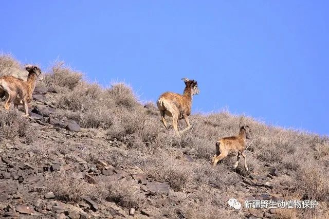 生物多样性宣传|新疆野生动植物科普—岩羊