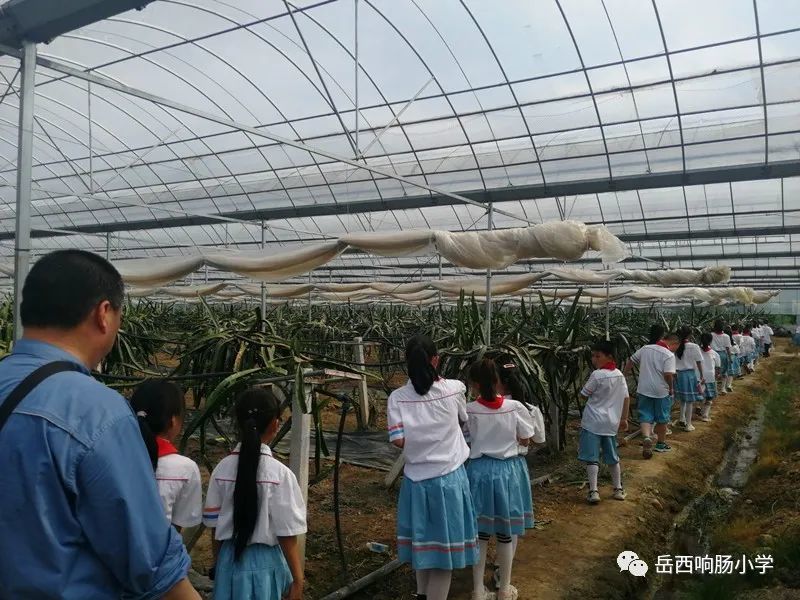 "四年级学生秦梦洁在接受安庆石化电视台采访时发出感叹.