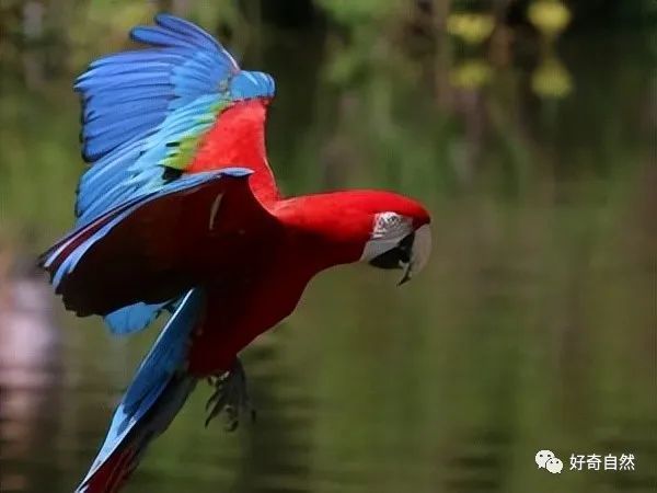 只羡鸳鸯不羡仙这十种漂亮的鸟类印度国鸟也是其一