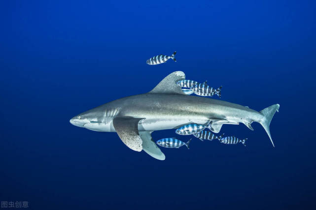 世界上致命的十种鲨鱼,深入了解鲨鱼的世界,细致透彻地分析