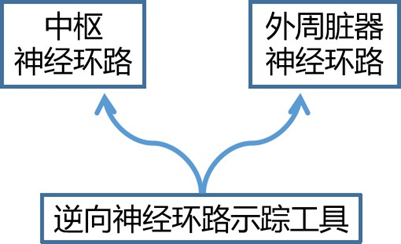 新型prv用于中枢和外周神经环路的标记结果图和示意图技术—触控屏