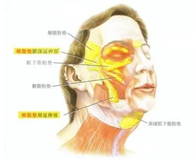 就是我们咬肌使劲一咬的时候,在前缘这个鼓鼓的