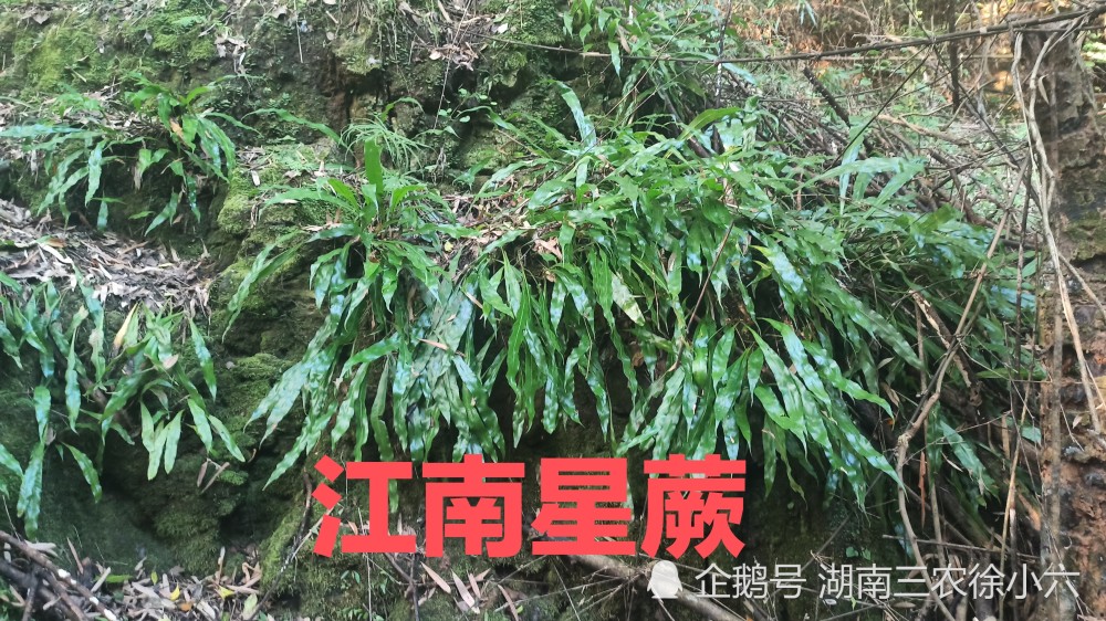 江南星蕨恐龙时代的植物还是世界濒危植物