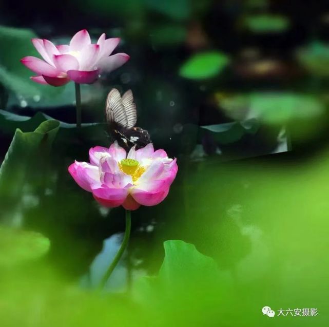 (余菊 摄)清水出芙蓉