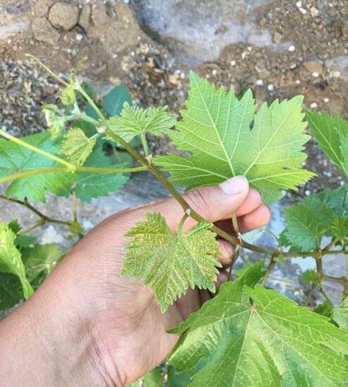 葡萄品种叶片鉴定大全,形态特征识别点高清图,你买对了品种吗?