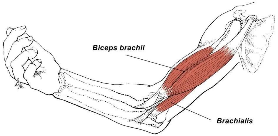 肱二头肌详细解剖
