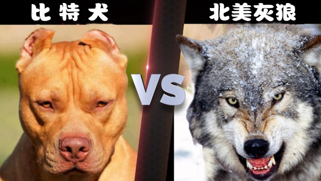 比特犬vs北美灰狼,当这两种老虎杀手正面硬肛,谁会笑到最后呢?