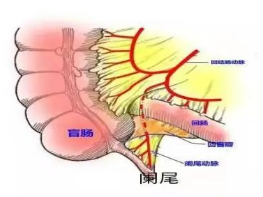 麦氏点,也就是我们常说的阑尾点,位于肚脐和右髂前上脊连线中外三分之