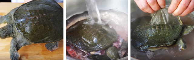 3,清洗好的甲鱼放入大盆中,再倒入刚刚烧好的开水,把甲鱼烫一下,这样