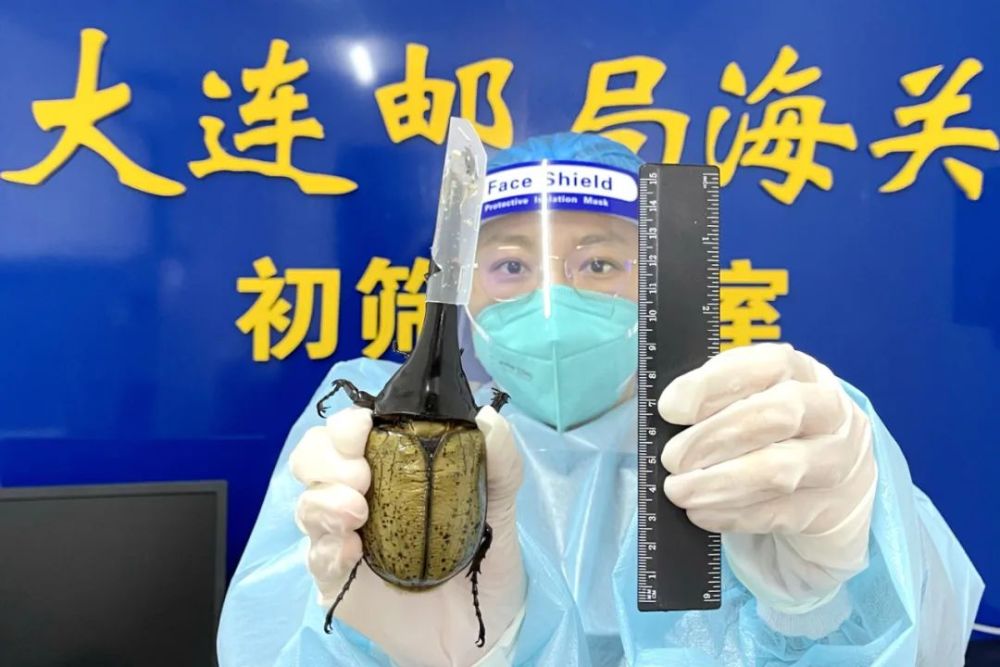长戟大兜虫有多长