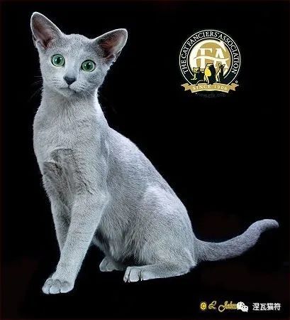 俄罗斯蓝猫丨俄蓝-腾讯新闻