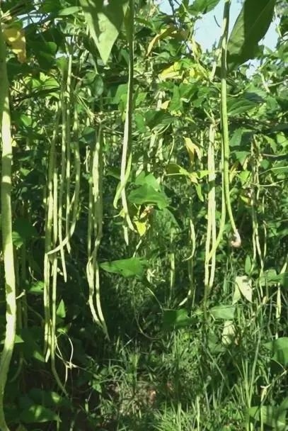 走进闫堡村豇豆种植示范基地里,嫩绿色的豇豆挂满了豆架,果实累累