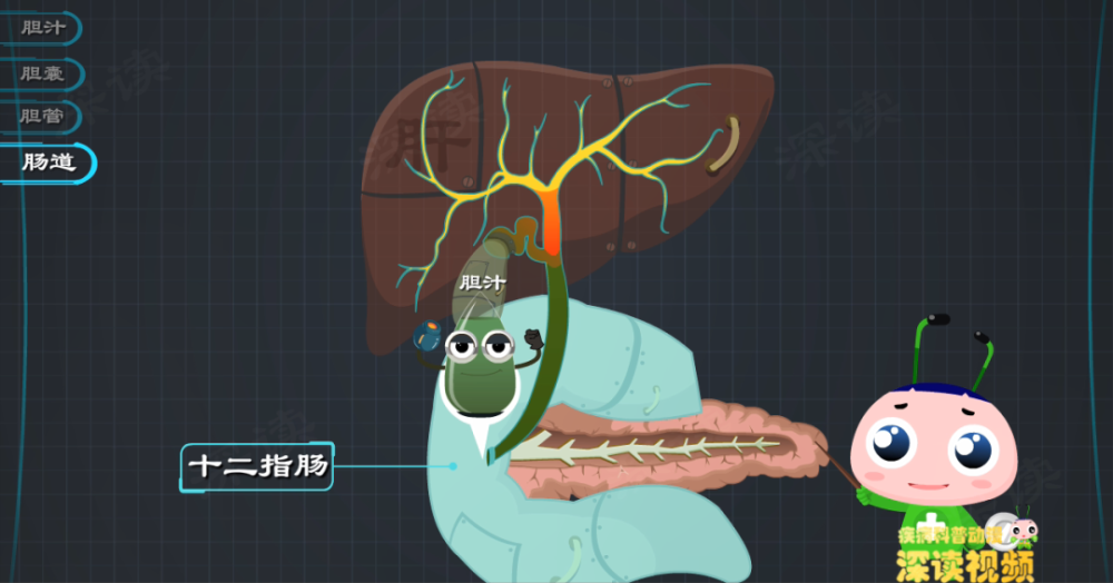 厌油恶心腹泻没胃口快来看看你的胆汁是不是被胆管结石堵住了