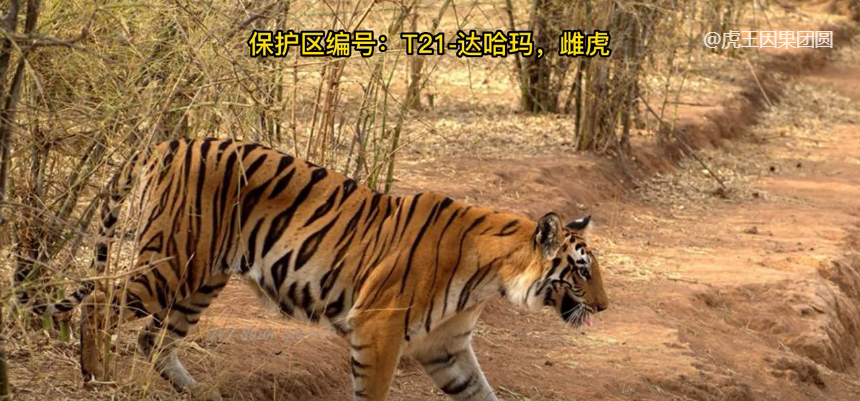 female,生于2007年性别:雌性母亲是雌虎t23—老马哈曼(是虎王b2的之