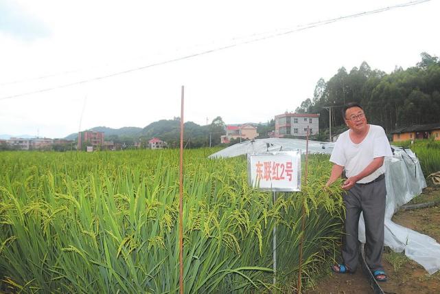 ""东联红2号"于2020年,2021年连续两年参加省区试验,表现出抗稻瘟病