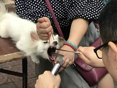 切除狗狗声带只为了让它安静缺少了发声的世界让狗痛苦不已