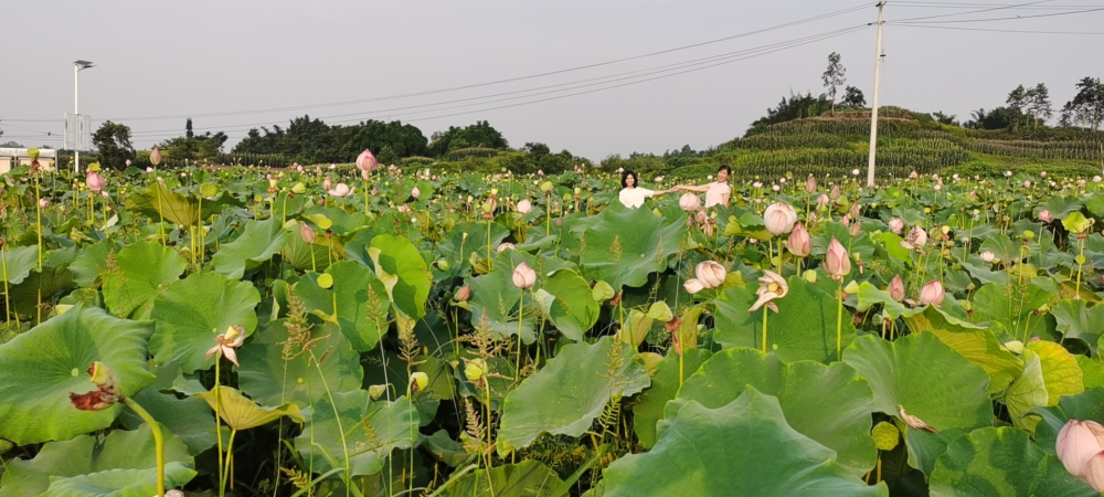 荣昌城外好风景八角井村荷花艳