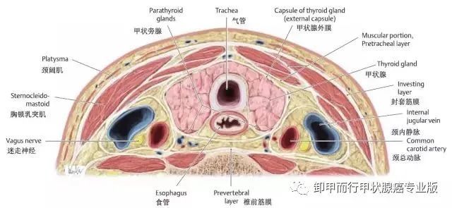 (13)颈总动脉(12)颈内静脉(11)食管(10)喉返神经(09)气管(08)甲状腺