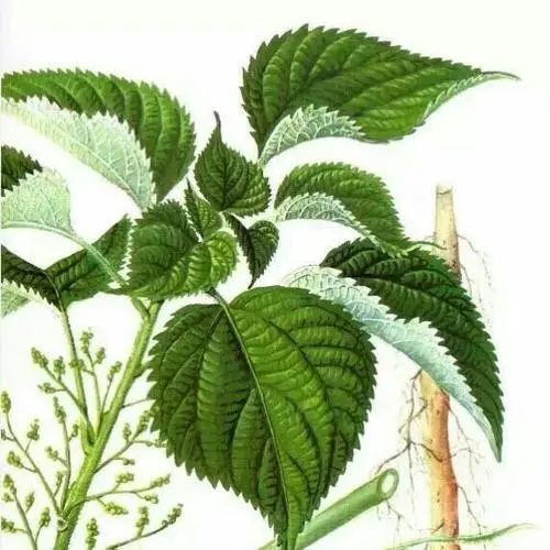 面料课堂|麻织物的种类,特性及鉴别方法