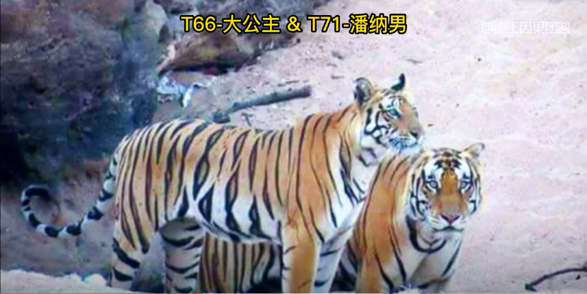 水虎男宝取名带“晋”字：寓意勇猛前行，未来无限可能（水虎男宝宝名字带晋字好）