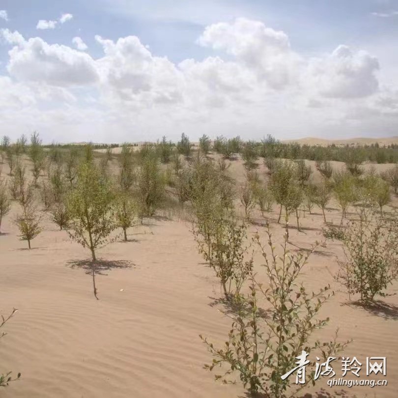 荒漠上治沙人织起的治沙网格