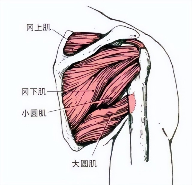 大圆肌位于腋窝向中平移,稍靠下的位置,主要作用是后伸,内旋,内收肩