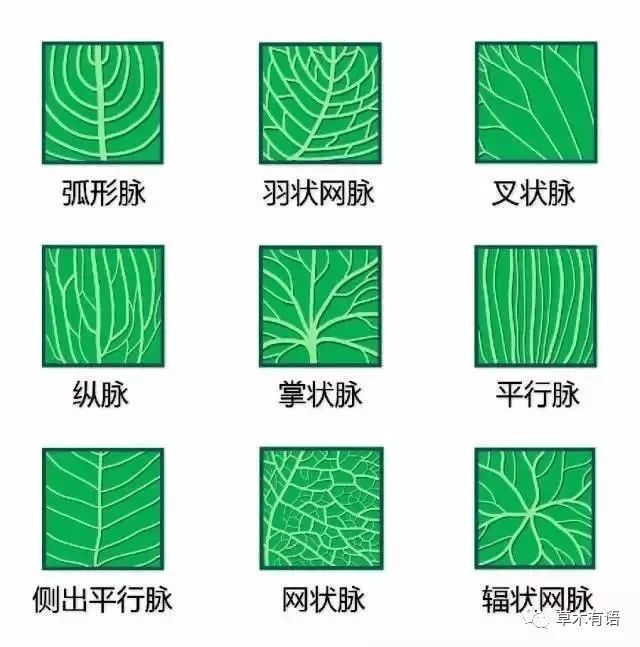 67叶脉在叶子中有不同的排列方式,植物学家把这种排列方式称为脉序