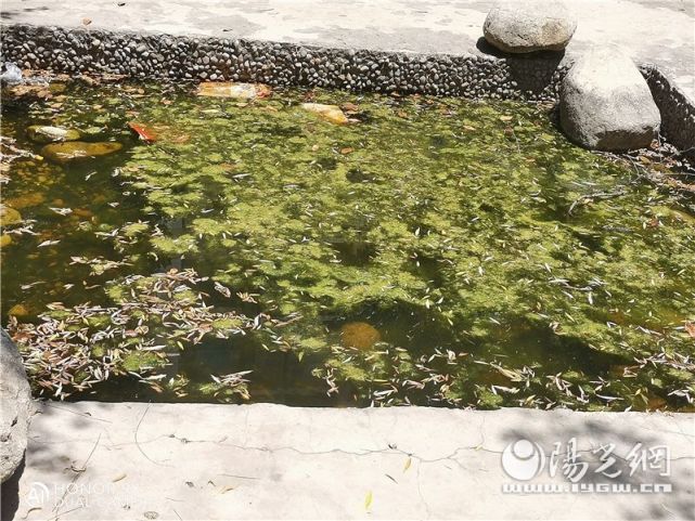 阳光讯(记者 张亚娟 实习记者 唐兆妍 文/图)近日,西安市富力城小区一