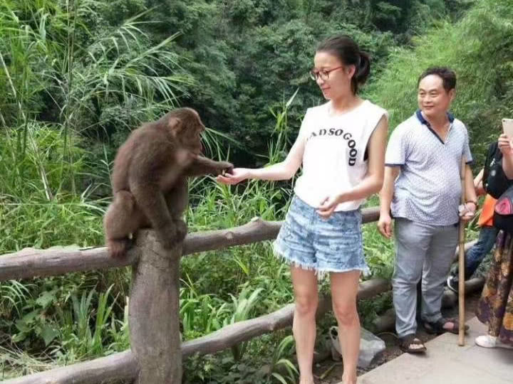 峨眉山上演人猴大战猴王被当场击毙为啥猴子会频繁攻击游客