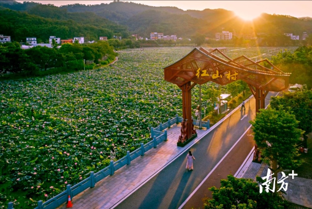 盛夏时节来梯面红山村赏荷花