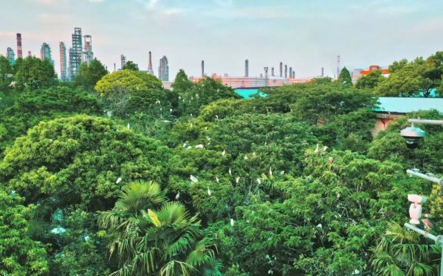白鹭正在巢中,中国石化镇海炼化白鹭自然保护地供图被称作大自然的"