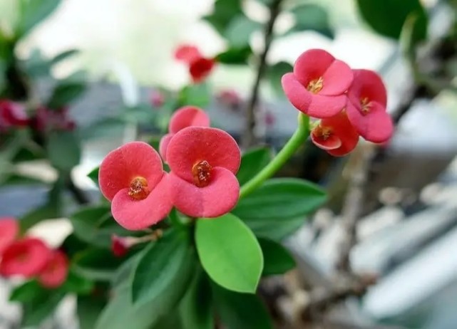 麒麟花—虎刺梅