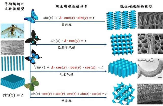 研究蝴蝶翅膀竟然能推动材料学发展?