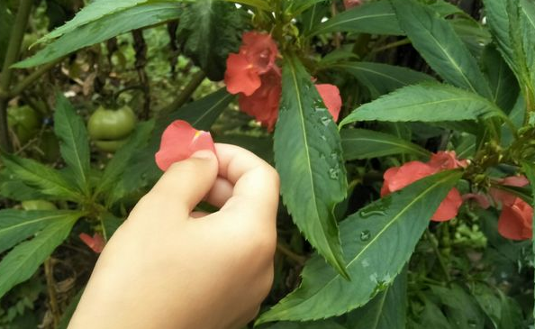 据《燕京岁时记》记载:"凤仙花即透骨草,又名指甲草